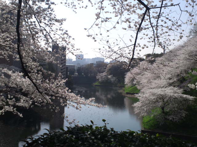 九段下の桜