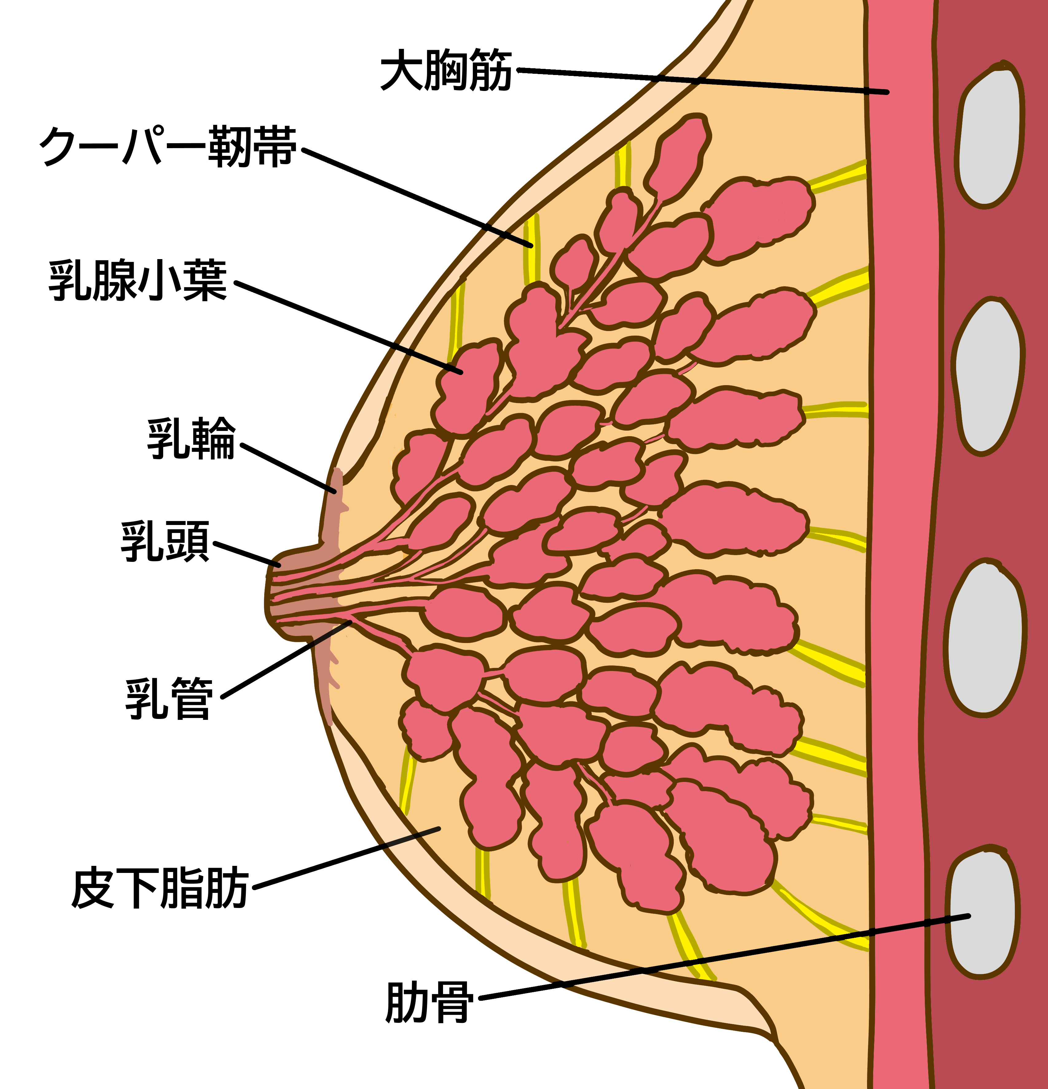 乳房 断面図